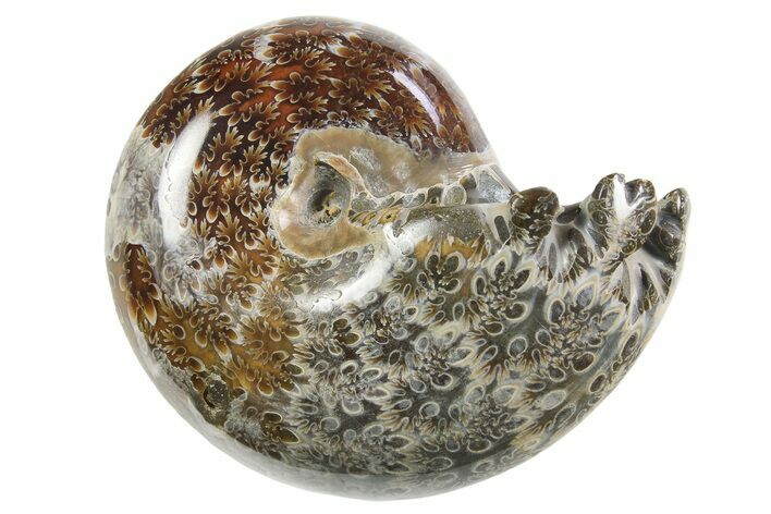 Polished Ammonite (Phylloceras) Fossil - Madagascar #297092